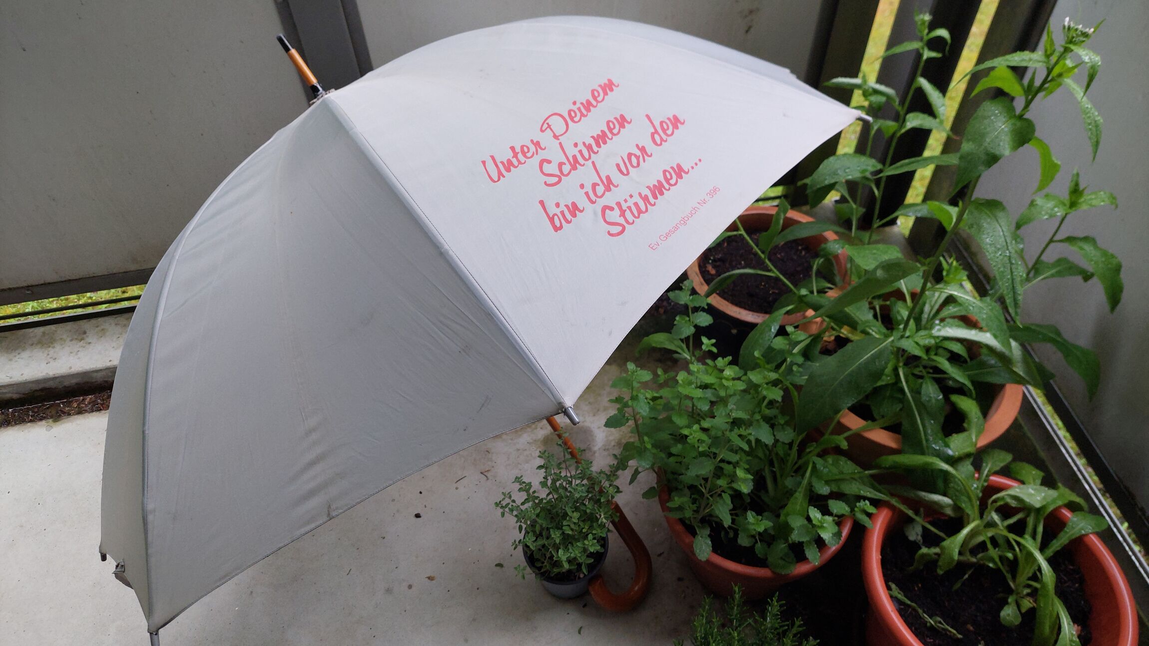 Regenschirm