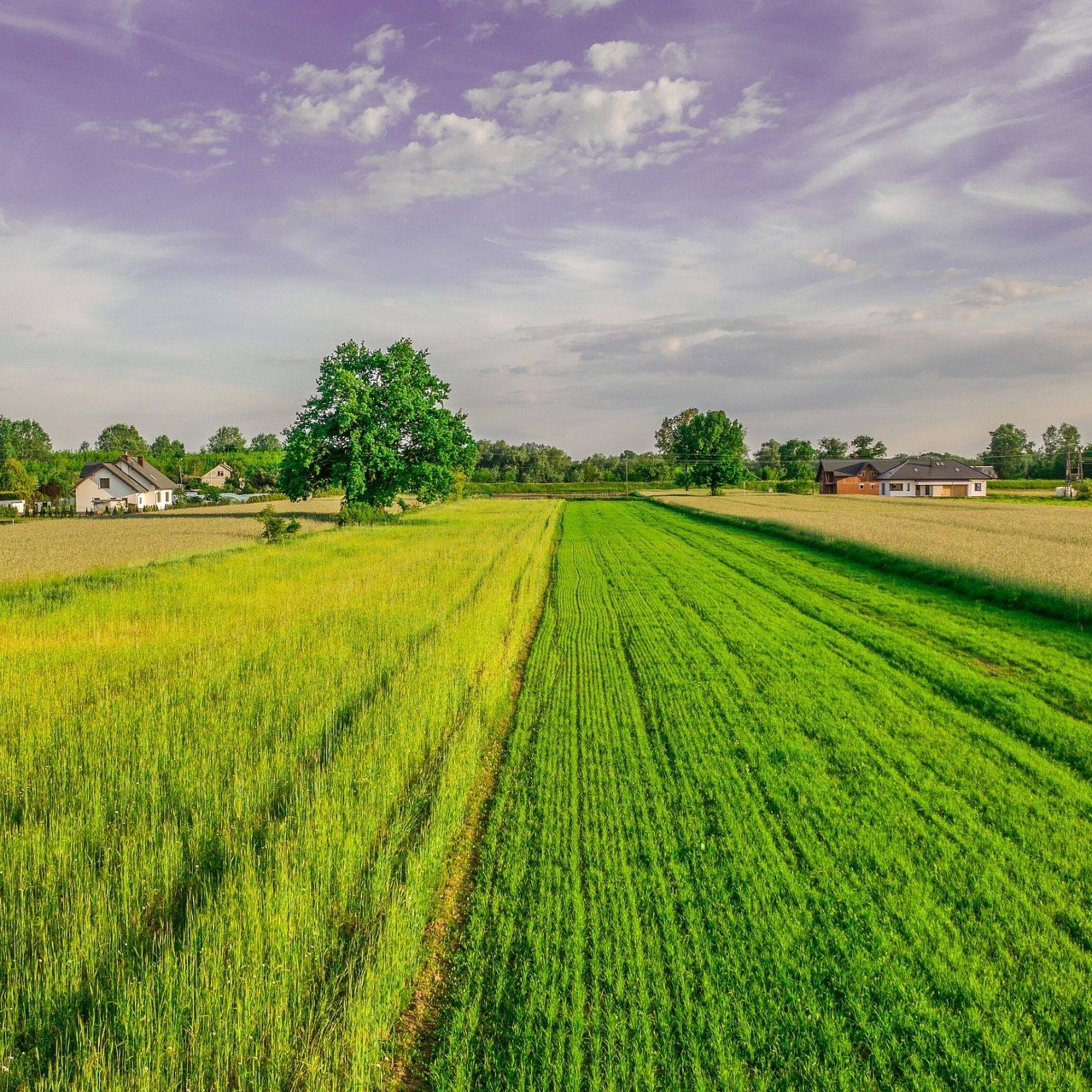 20260821_Feld