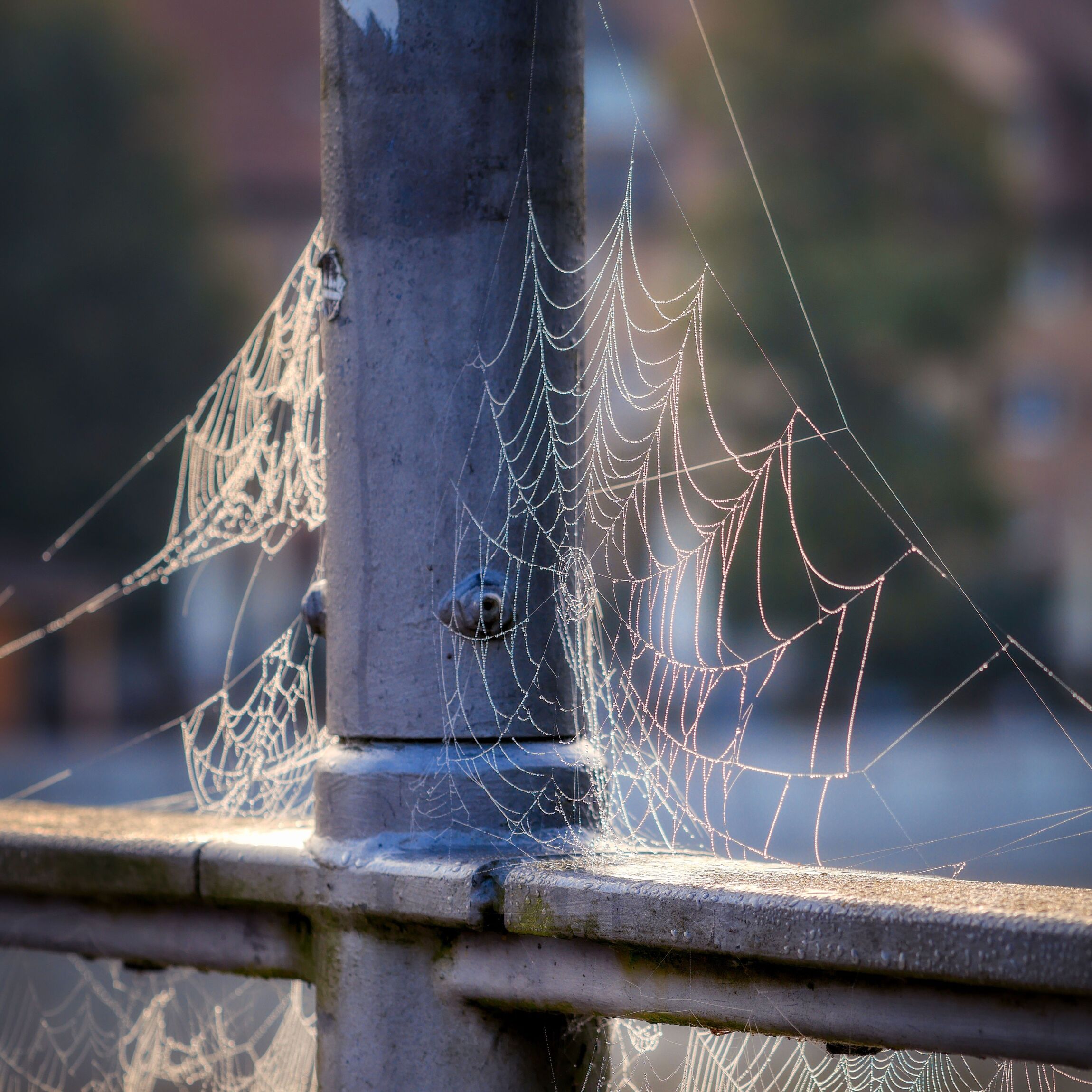 20261023_Spinnweben