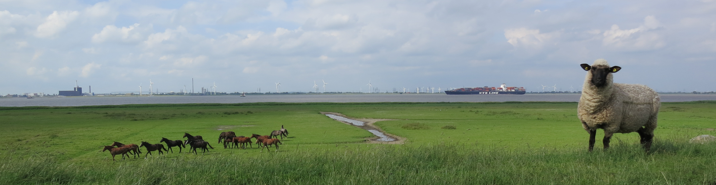 Außendeich mit Schaf und Schiff, Foto: Kuhlmann