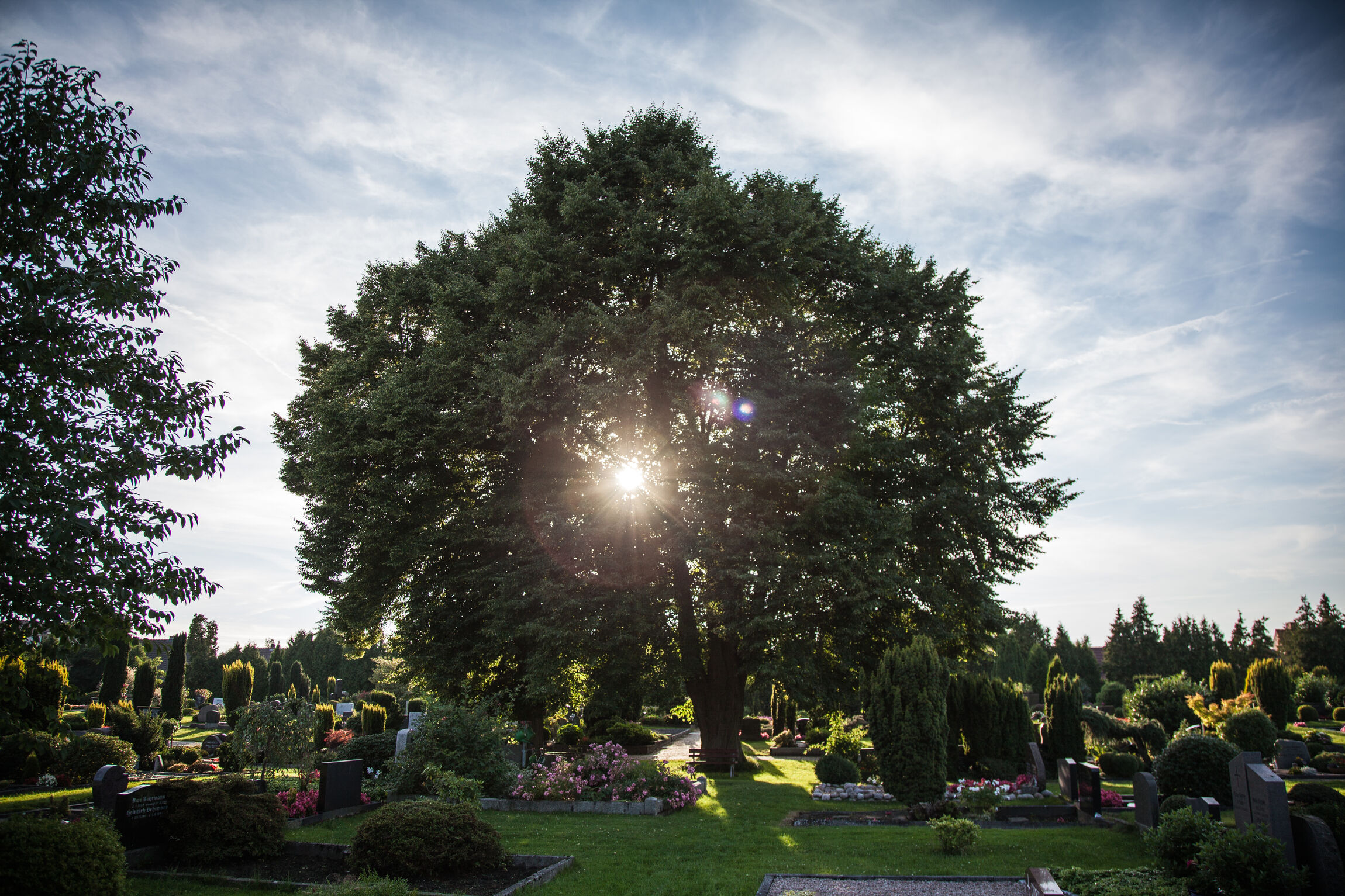 Baum auf dem Friedhof
