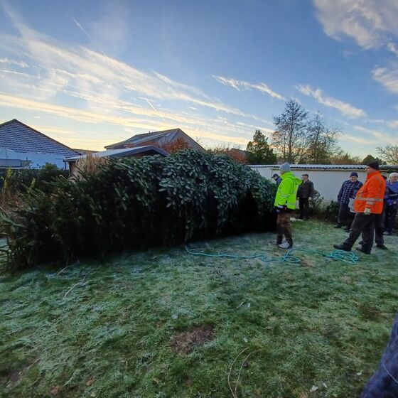 Der Weihnachtsbaum 2024 frisch gefällt auf dem Grundstück von Henning Niemann