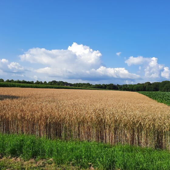 Freißenbüttel_Roggenfeld