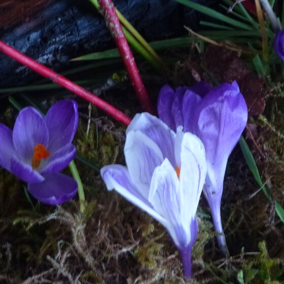 Die ersten Krokuse
