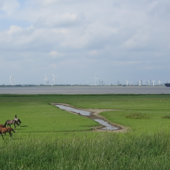 Außendeich mit Schaf und Schiff, Foto: Kuhlmann