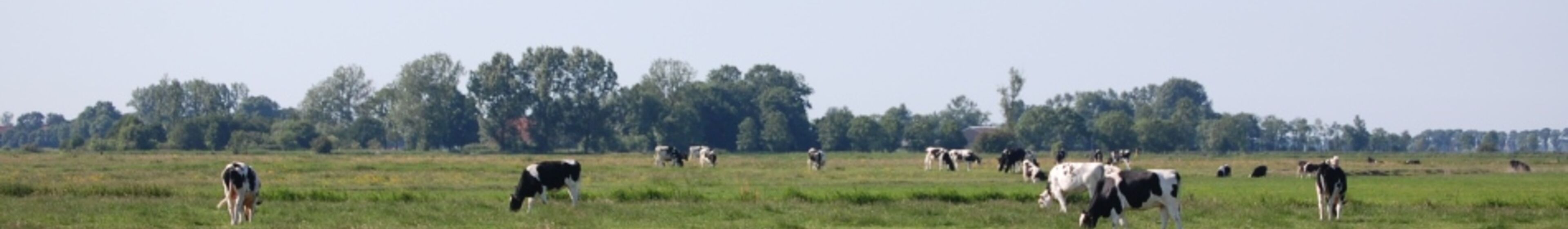 06_weide