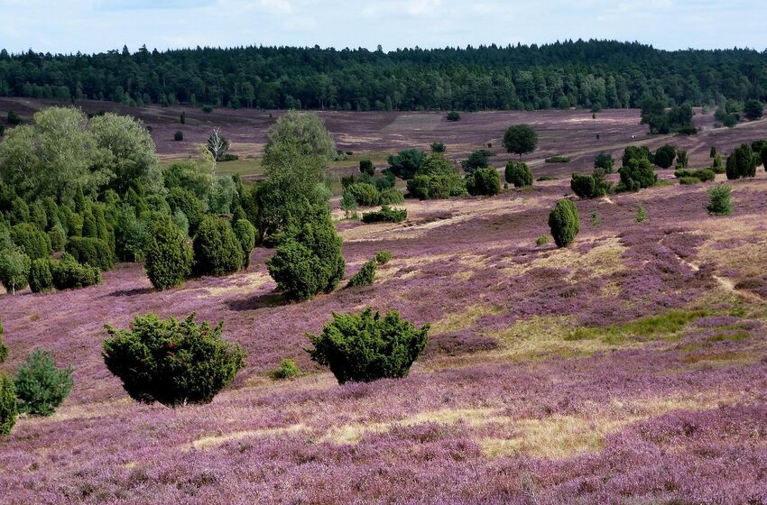 20250828_Heideblüte