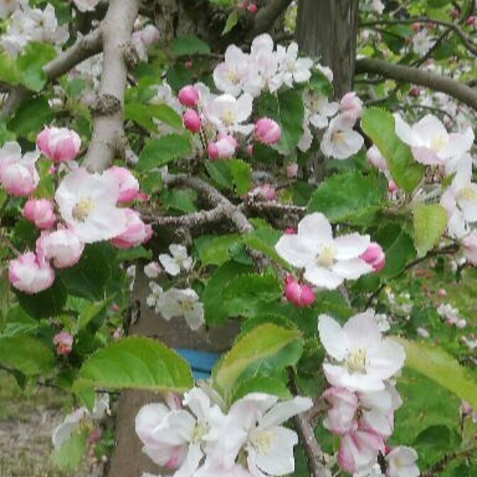 Apfelblüten, Foto: Kuhlmann