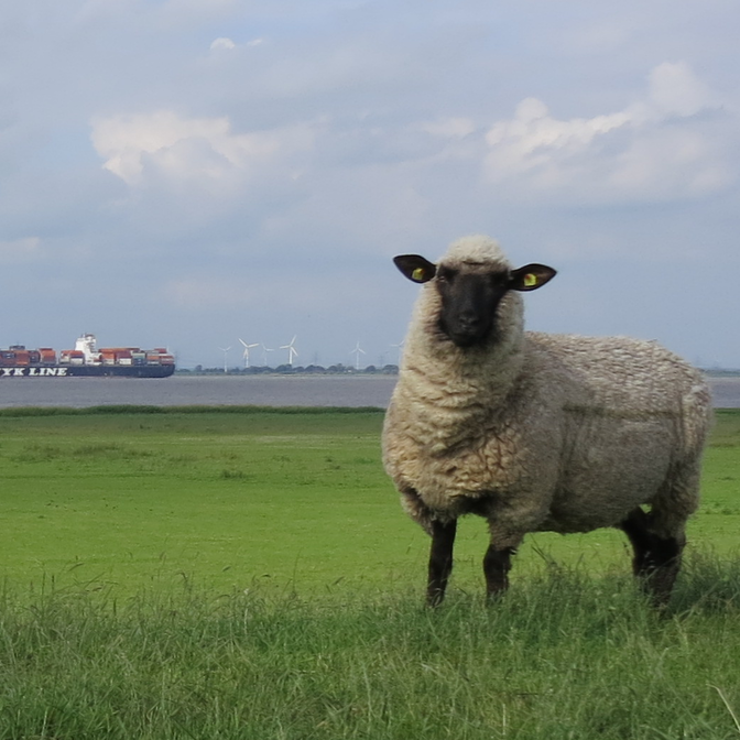 Schaf auf Deich, Foto: Kuhlmann